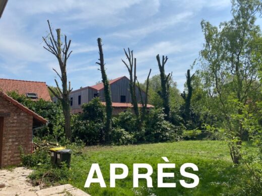 Élagage et abattage
