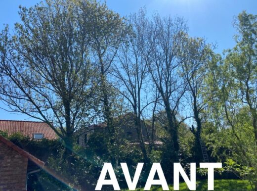 Élagage et abattage